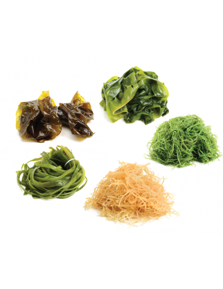 Complejo de Algas Marinas